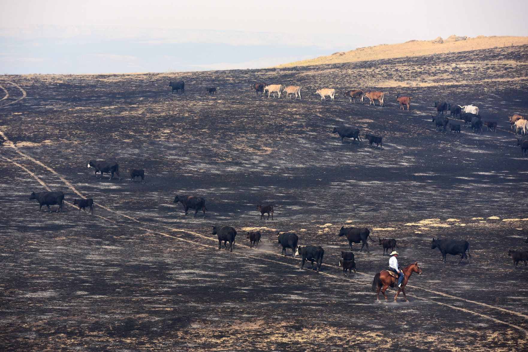 Cattle recovery on Brown Ranch
